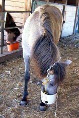 Dokka with her feed bucket
