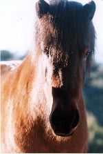 Emmit, Icelandic Horse